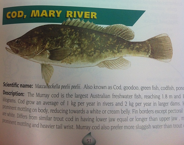 Victoria's Hopkins River provides some good sport fishing options for loclas in the know. Image: Tim Vincent